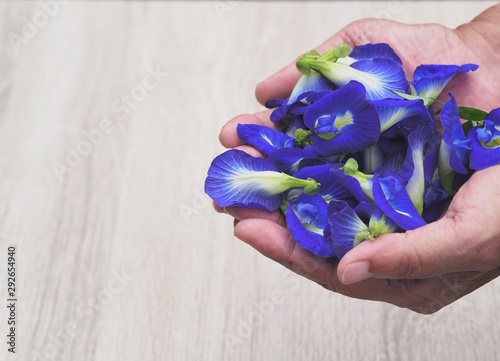 Blue color of anthocyanin butterfly pea natural acid and base indicator Clitoria ternatea L. , Rhizobium leguminosarum at root . Mendel genetic photo