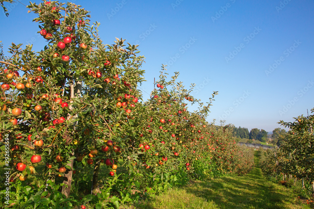 Apple garden