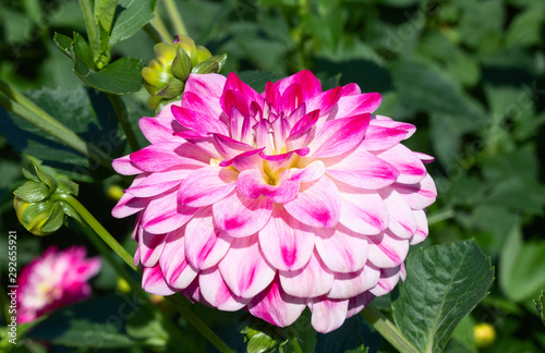 Dahlia flower