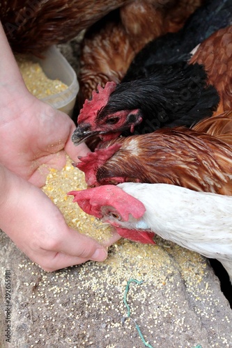Galline ovaiole
