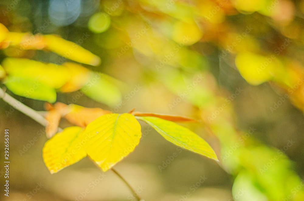 Obraz premium Closeup of colorful leaves in beautiful autumn season