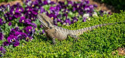 Dragon in flowerbed 3
