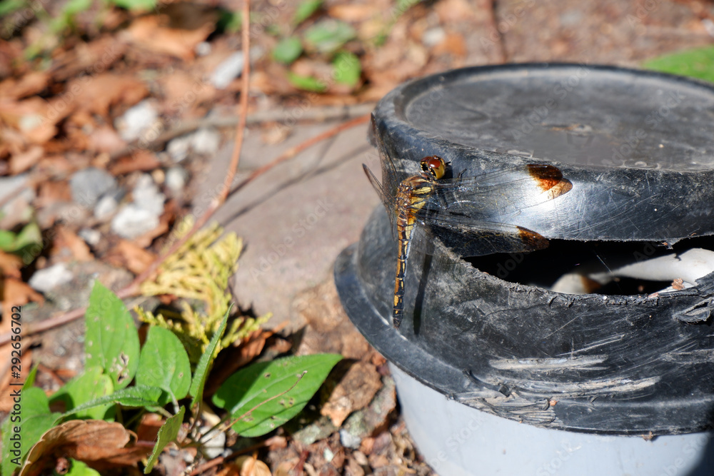 ノシメトンボの接写