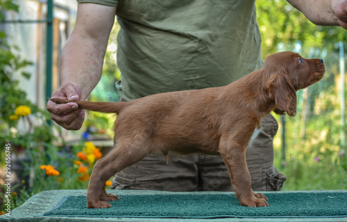 Side view to the Irish Red Setter on the nature. Catalogue picture. photo