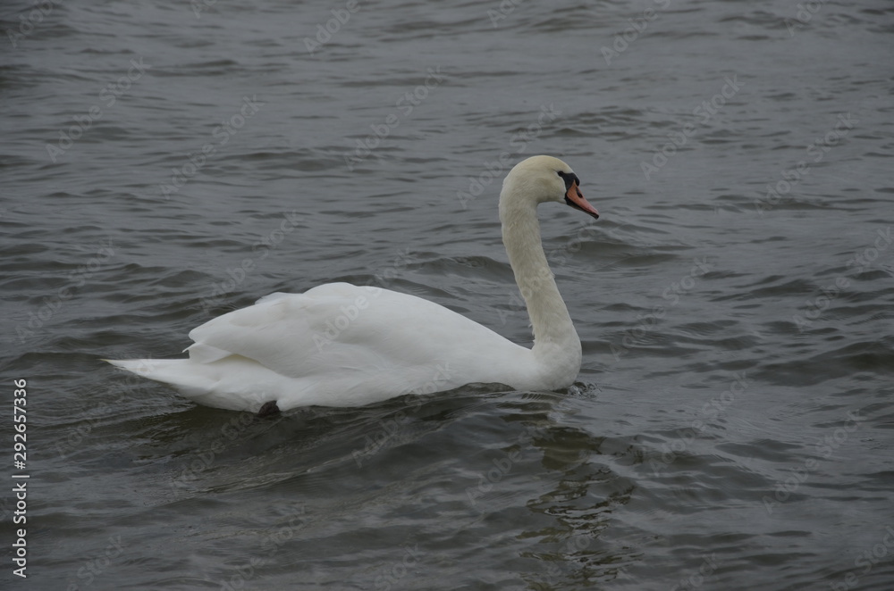 cygnus, ptactwo, woda, jezior, biała, charakter, zwierzak, dzika natura, rzeka, belfer, beuty, pływanie, piękne, ptactwo, pierze, pierze, zwierzak, cygnus, pływanie, adorning, dzika, cygnus, ptactwo, woda, jezior, biała, charakter, zwierzak, dzika natura, rzeka, belfer, beuty, pływanie, piękne, ptactwo, pierze, pierze, zwierzak, cygnus, pływanie, adorning, dzika,