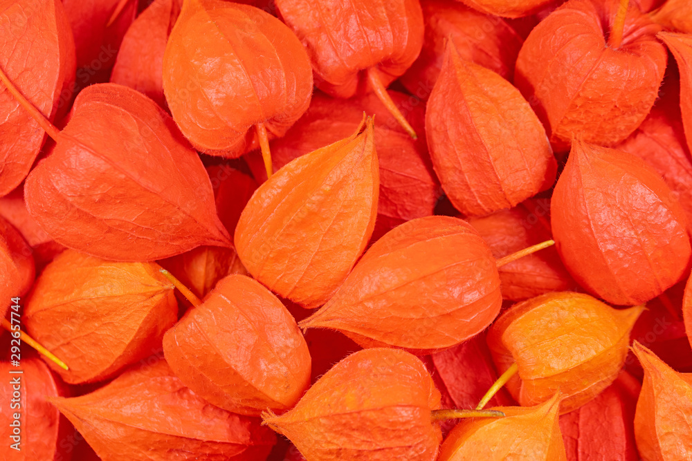Früchte der Lampionblume, Physalis alkekengi Früchte der Lampionblume, Physalis alkekengi