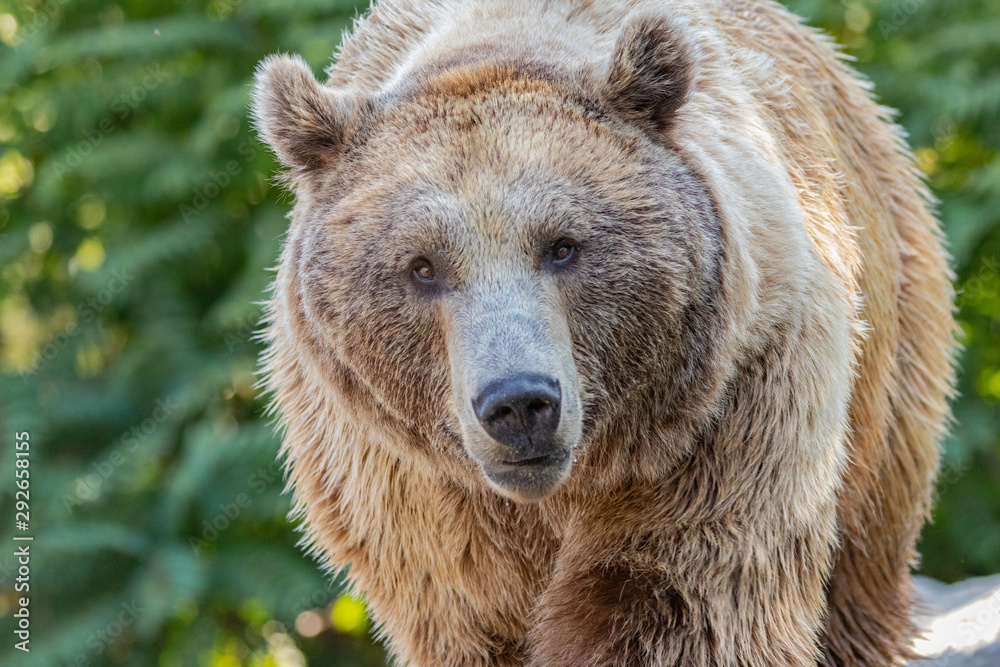 Brown Bear