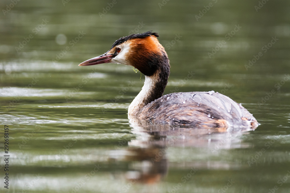 Great Crested Grebe on the water. His Latin name is Podiceps cristatus