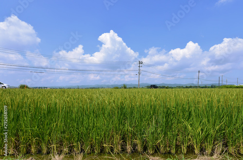 田舎の風景（夏の長岡）