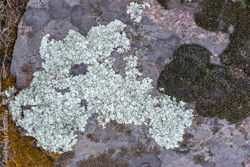 Moss and lichen grow on a stone. Macro. background of Lichen Moss stone.