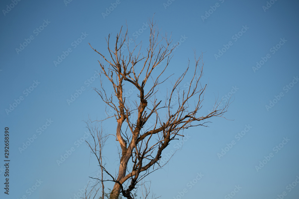 dry dead tree branches against the sky in the desert during the drought seasons dry dead tree branches against the sky in the desert during the drought seasons
