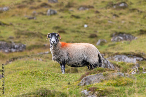 Scottish Sheep