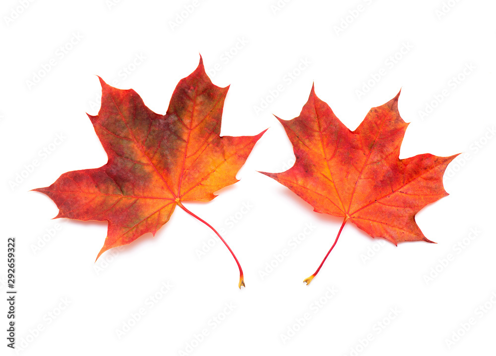Two red Maple Leaves, autumn Maple Leaf isolated on white Background, top View Two red Maple Leaves, autumn Maple Leaf isolated on white Background, top View