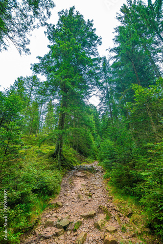 The stony path into the Black Forest  Germany