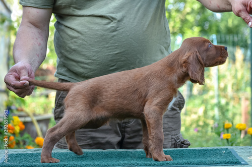 Side view to the Irish Red Setter on the nature. Catalogue picture. photo