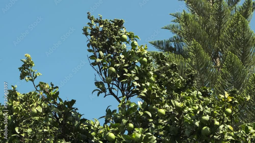 Unripe green oranges growing on tree in rural Portugal, leaves blowing in the breeze. Unripe green oranges growing on tree in rural Portugal, leaves blowing in the breeze.