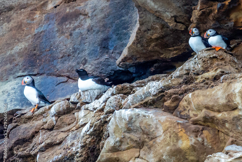 Fototapeta premium Puffins on Ledge