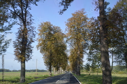 Fototapeta Naklejka Na Ścianę i Meble -  drzew, krajobraz, charakter, niebo, bory, jary, drzew, droga, jesienią, gras, blękit, pola, zieleń, countryside, kraj, obszarów wiejskich, park, drewna, chmura, pora roku, hayfield, brzoza, nasłoneczn