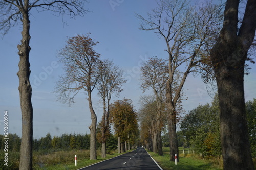 Fototapeta Naklejka Na Ścianę i Meble -  drzew, krajobraz, charakter, niebo, bory, jary, drzew, droga, jesienią, gras, blękit, pola, zieleń, countryside, kraj, obszarów wiejskich, park, drewna, chmura, pora roku, hayfield, brzoza, nasłoneczn