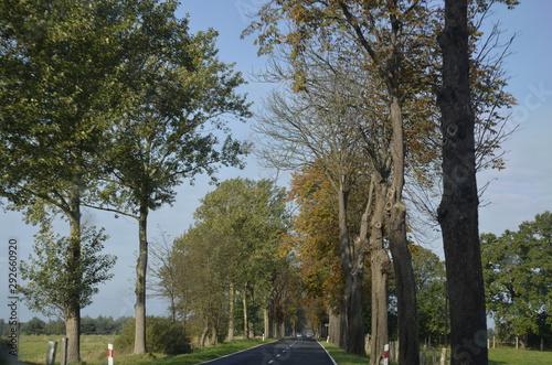 Fototapeta Naklejka Na Ścianę i Meble -  drzew, krajobraz, charakter, niebo, bory, jary, drzew, droga, jesienią, gras, blękit, pola, zieleń, countryside, kraj, obszarów wiejskich, park, drewna, chmura, pora roku, hayfield, brzoza, nasłoneczn