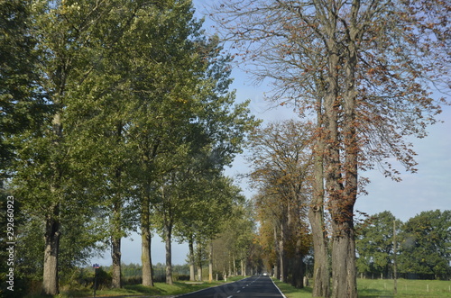 Fototapeta Naklejka Na Ścianę i Meble -  drzew, krajobraz, charakter, niebo, bory, jary, drzew, droga, jesienią, gras, blękit, pola, zieleń, countryside, kraj, obszarów wiejskich, park, drewna, chmura, pora roku, hayfield, brzoza, nasłoneczn