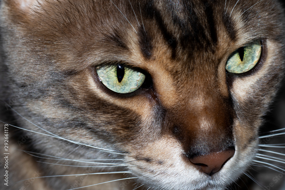 Male five year old Corsican Blue Marbled Bengal domestic cat, breed derived from the Asian Leopard Male five year old Corsican Blue Marbled Bengal domestic cat, breed derived from the Asian Leopard