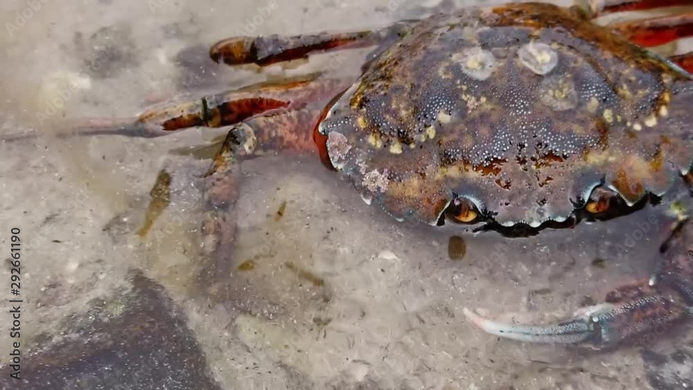 Close up of a crab in shallow water crawling away. Taken in Smogen, Sweden. Handheld left to right pa Close up of a crab in shallow water crawling away. Taken in Smogen, Sweden. Handheld left to right pa