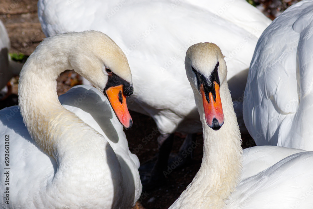 Obraz premium Zwei Schwäne, zueinander gebeugt, in einer Gruppe
