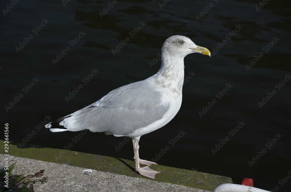 Fototapeta premium mewa , dzika mewa , biała mewa , port Darłowo ,Darłówko , port , port rybacki , port , statek w darłowie ,most w Darłowie , most w Darłówku , Darłówko , Darłowo , latarnia morska , plaża Darłówko 