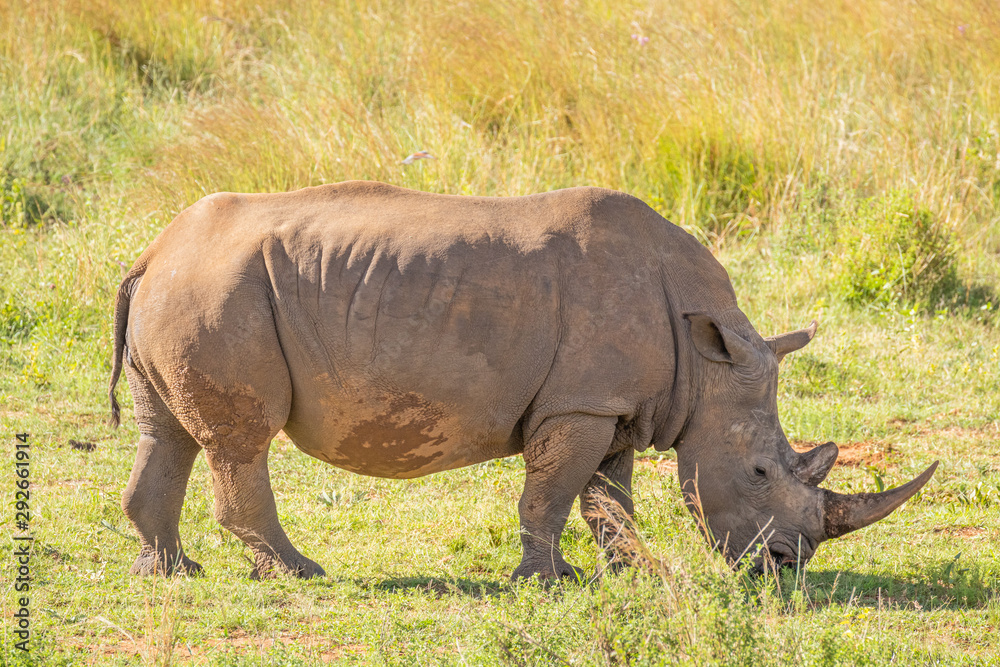 Portrait of a white rhinoceros (Ceratotherium simum), Welgevonden Game Reserve, South Africa. Portrait of a white rhinoceros (Ceratotherium simum), Welgevonden Game Reserve, South Africa.