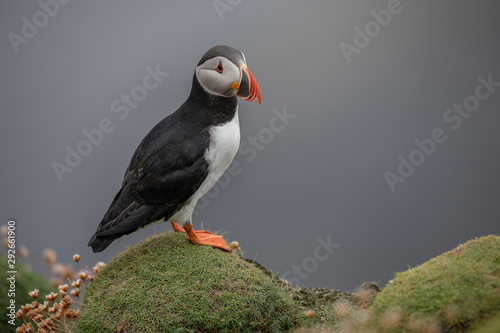 Lonely Puffin on the Shetland coastline © Natureimmortal