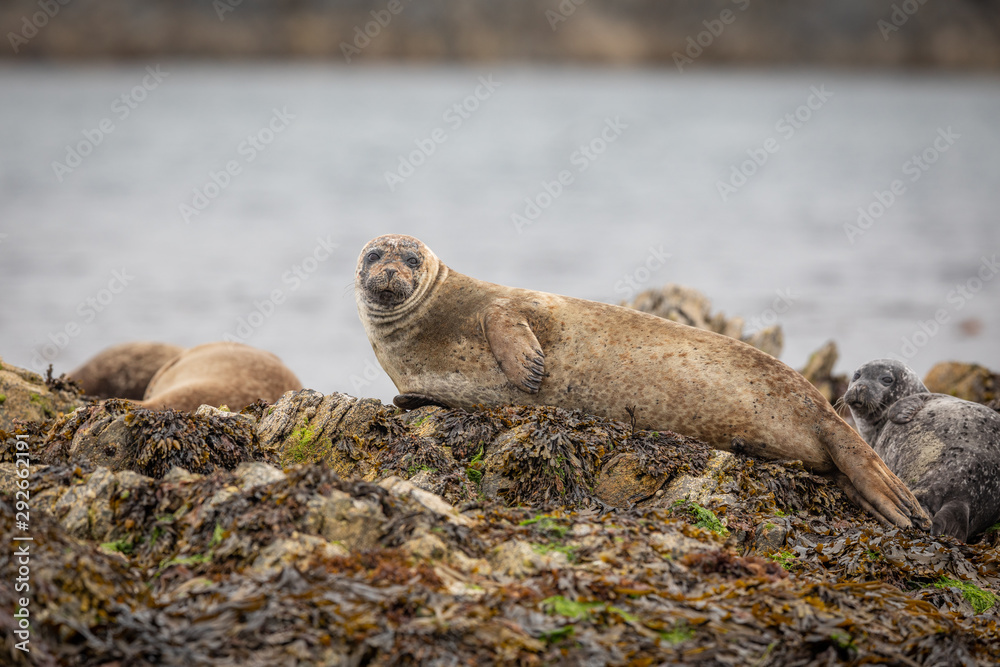 Fototapeta premium Common seal in Shetland