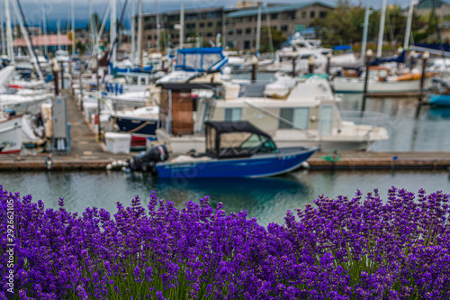 Summer Growth of Lavenders with a Blue Boat in Background © dbvirago