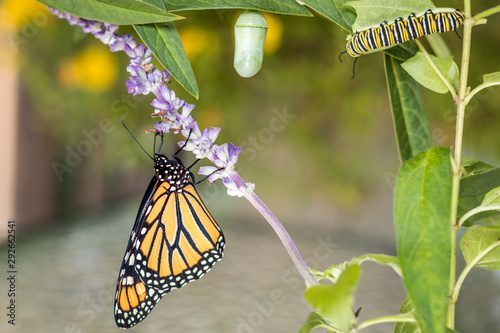 Photography Monarch Trinity: Chrysalis, caterpillar and butterfly, Danaus Plexippus, on milk