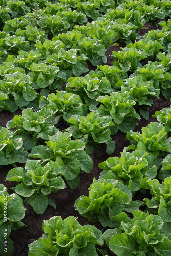 Cultivated field of lettuce growing in rows along the contour line. Agricultural composition. Panoramic style. Cultivated field of lettuce growing in rows along the contour line. Agricultural composition. Panoramic style.
