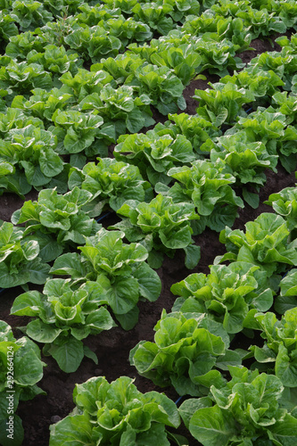 Cultivated field of lettuce growing in rows along the contour line. Agricultural composition. Panoramic style.