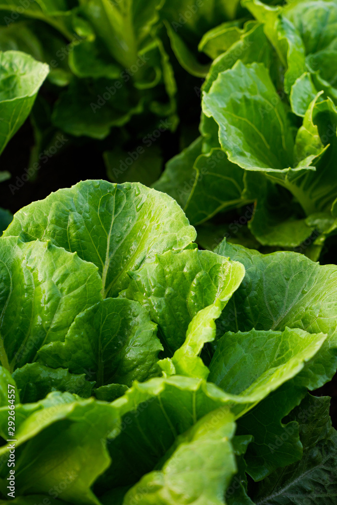 Cultivated field of lettuce growing in rows along the contour line. Agricultural composition. Panoramic style. Cultivated field of lettuce growing in rows along the contour line. Agricultural composition. Panoramic style.