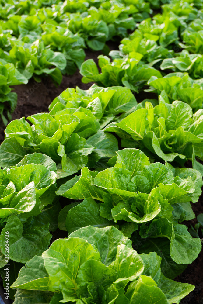 Cultivated field of lettuce growing in rows along the contour line. Agricultural composition. Panoramic style. Cultivated field of lettuce growing in rows along the contour line. Agricultural composition. Panoramic style.