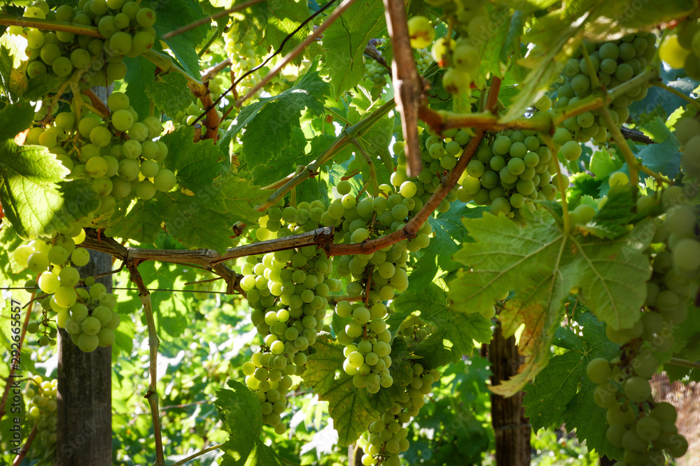 Large bunch of grapes hang from a vine, Close Up of white wine grapes