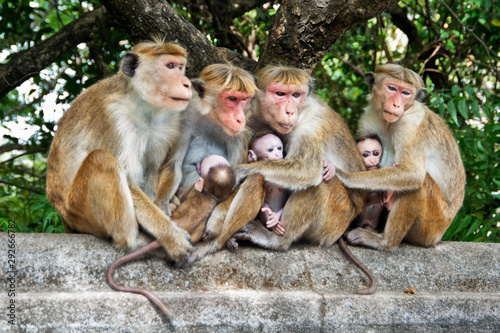 Family Toque macaques in nature. Mothers monkey breastfeeding her baby. Sri Lanka.