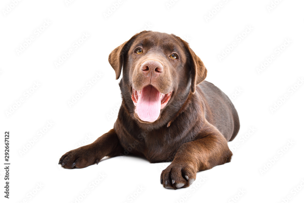 Portrait of cute funny Labrador puppy lying isolated on white background Portrait of cute funny Labrador puppy lying isolated on white background