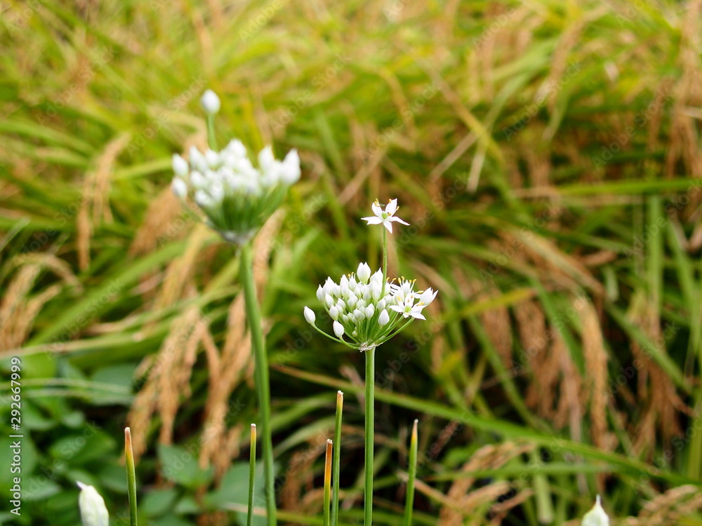 畦に咲く韮の花と稲穂 Stock Photo Adobe Stock