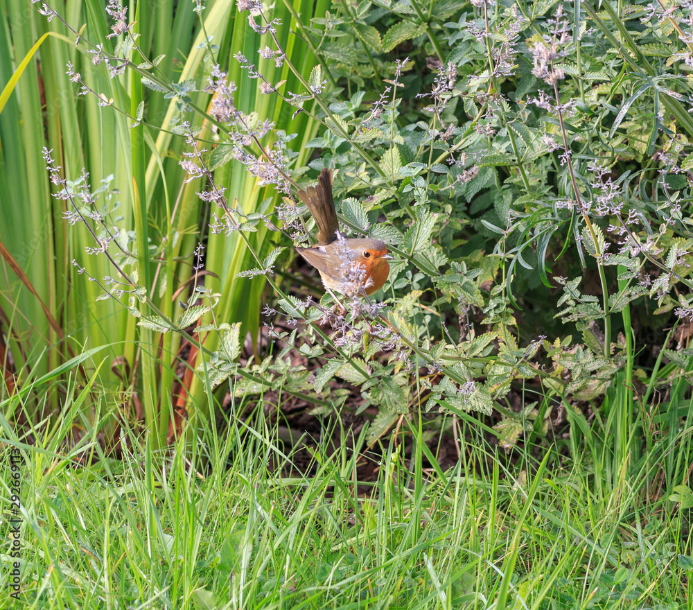 Obraz premium Robin, a small bird with an orange breast in the garden among the greenery of perennial flowers, summer background