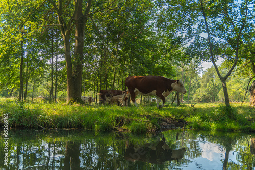 Kühe auf der Weide am Spreeufer