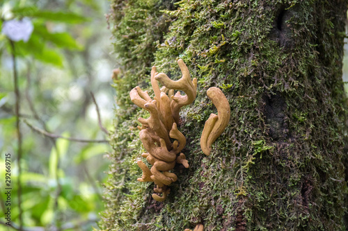 Laurobasidium lauri fungi growing on Madeira island on tree with green moss