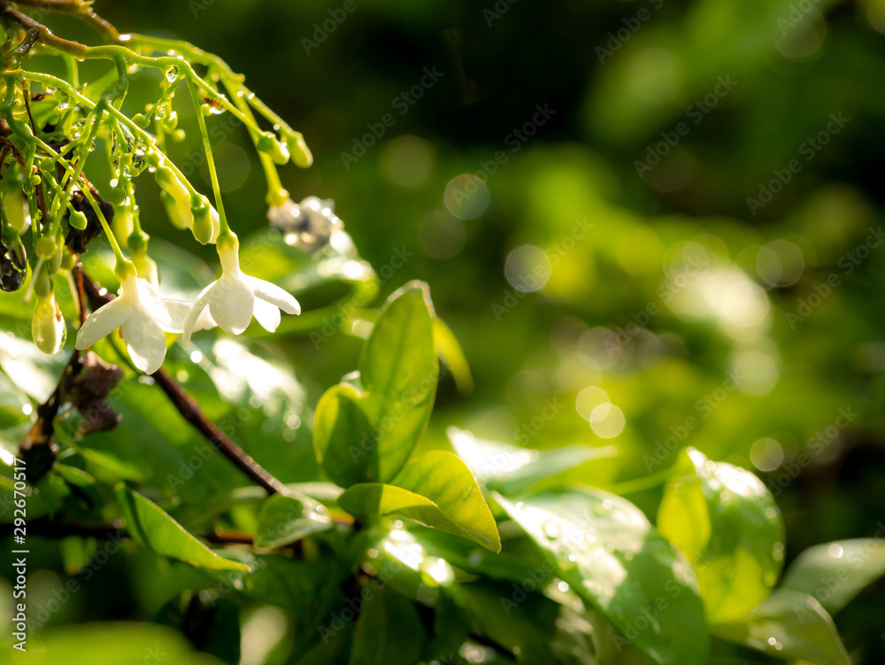 Bunch of White Wrightia religiosa Flowers Blooming Bunch of White Wrightia religiosa Flowers Blooming