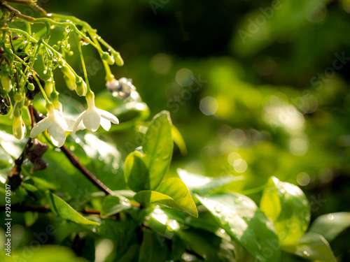 Bunch of White Wrightia religiosa Flowers Blooming