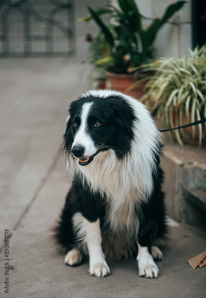 Cut border collie Cut border collie