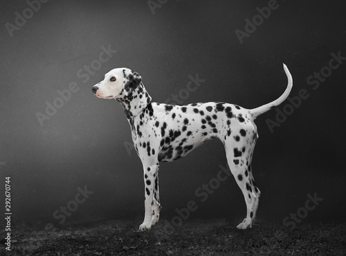 Photography Dalmatian dog isolated on grey background