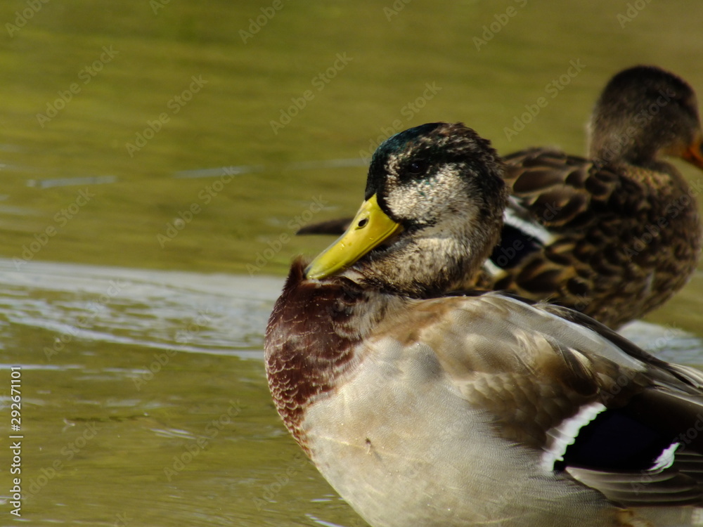 Fototapeta premium дикие утки на реке купаются в лучах солнца